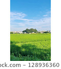 夏季，稻田盛開[埼玉縣] 128936360
