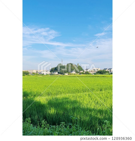 夏季，稻田盛開[埼玉縣] 128936360