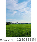 夏季，稻田盛開[埼玉縣] 128936364