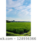 夏季，稻田盛開[埼玉縣] 128936366