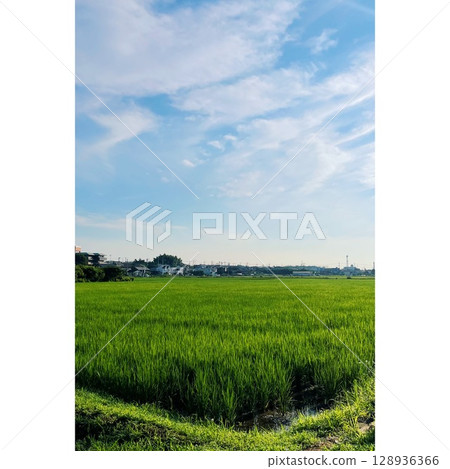 Summer, rice fields in full bloom [Saitama Prefecture] 128936366