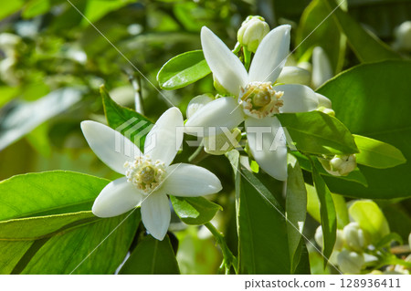 Orange blossom flowers in mediterranean tree Orange blossom flowers in mediterranean tree 128936411