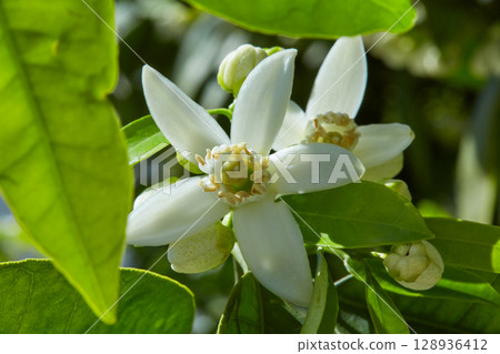 Orange blossom flowers in mediterranean tree 128936412
