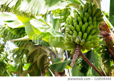 Canarian Banana plantation Platano in La Palma 128936484