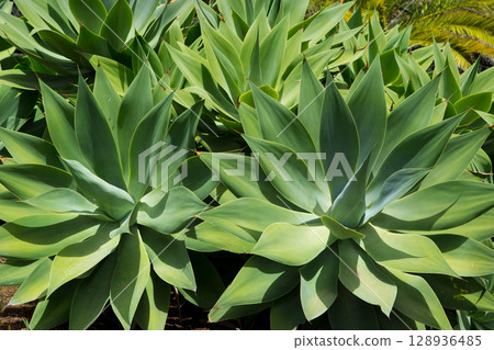 Agave Attenuata cactus plant from Canary Islands Agave Attenuata cactus plant from Canary Islands 128936485