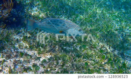 Grouper fish in Riviera Maya at Caribbean Grouper fish in Riviera Maya at Caribbean 128936523
