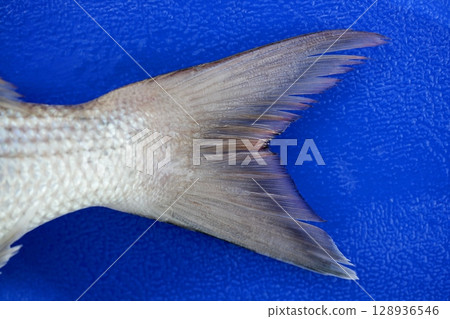 Snapper tail detail Snapper tail detail 128936546
