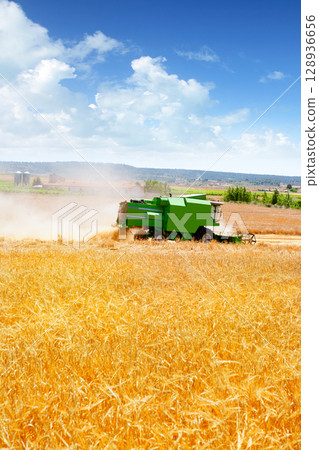 Combine harvester harvesting wheat cereal Combine harvester harvesting wheat cereal 128936656