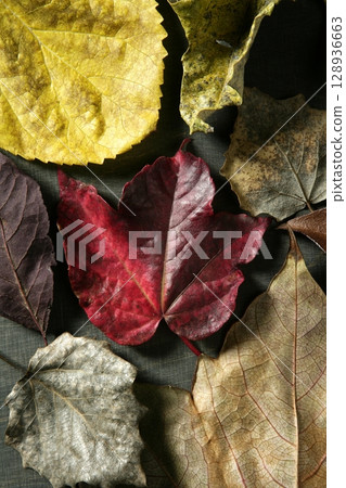 Leaves still of autumn leaves, dark wood background, fall classic images Leaves still of autumn leaves, dark wood background, fall classic images 128936663