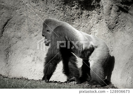 Gorilla walking, in black and white 128936673