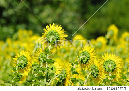 向後生長的向日葵 128936725