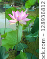 花葉公園 清晨的蓮花 古蓮花 128936812