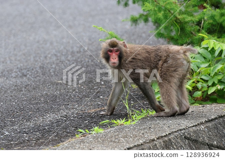 路上出現一隻野生猴子 路上出現一隻野生猴子 128936924