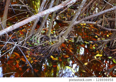 mangrove swamp tropical water detail 128936958