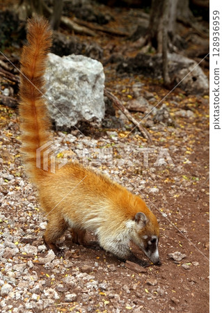 Coati ring Tailed Nasua Narica animal 128936959