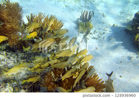 Caribbean reef Grunt fish school Mayan Riviera 128936960