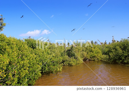 frigate bird reproduction Contoy island mangrove 128936961