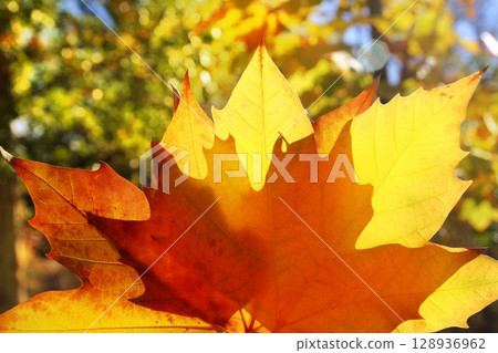 autumn yellow golden leaf macro closeup outdoor forest autumn yellow golden leaf macro closeup outdoor forest 128936962