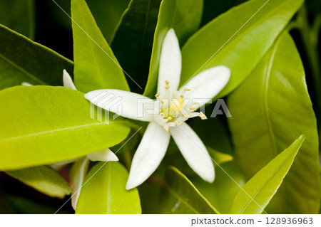 Azahar orange blossom flower macro detail tree 128936963