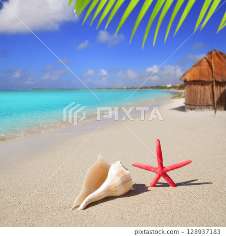 beach starfish and seashell on white sand 128937183