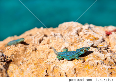 formentera lizard Podarcis pityusensis formenterae formentera lizard Podarcis pityusensis formenterae 128937193
