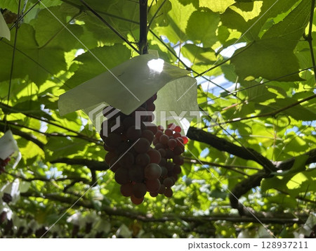Under the grape vine Under the grape vine 128937211