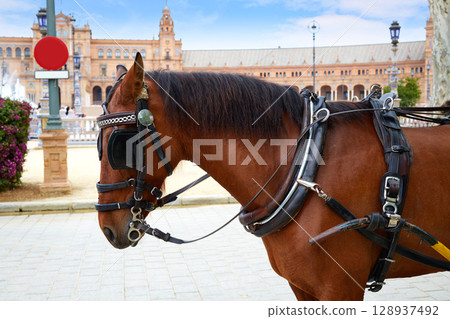 Seville Sevilla Plaza de Espana horse Andalusia 128937492