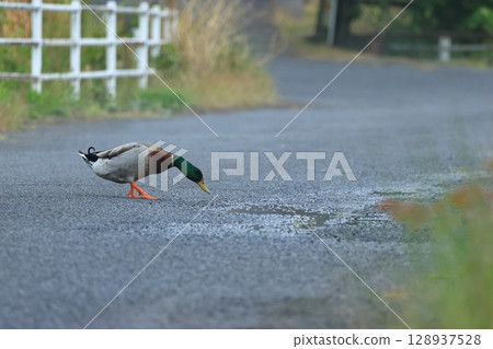 Ducks drinking from a puddle on the road Ducks drinking from a puddle on the road 128937528