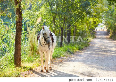 White horse in a forest track relaxed White horse in a forest track relaxed 128937545