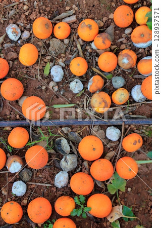 Rotten oranges fallen in floor market price is low Rotten oranges fallen in floor market price is low 128937571