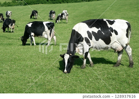 Black and white cow eating green meadow 128937616