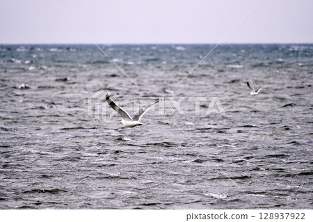 海鷗飛 海鷗飛 128937922