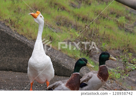A goose and two ducks A goose and two ducks 128938742