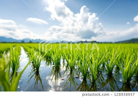 A picturesque landscape of a serene and expansive rice paddy field with a reflective water surface surrounded by a beautiful natural environment and scenic vistas 128938937
