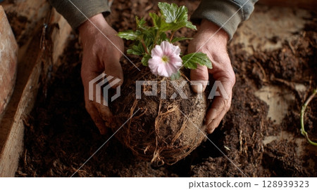 First-Person View of Hands Transplanting Flower into Larger Pot with Rich Soil 128939323
