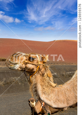 Camel in Lanzarote in timanfaya fire mountains 128939376