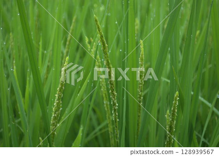 沾滿晨露的稻花 沾滿晨露的稻花 128939567