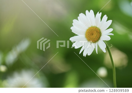 白色的花朵,可愛的雛菊 白色的花朵,可愛的雛菊 128939589