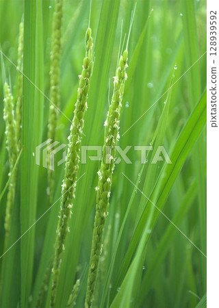 Rice flowers wet with morning dew Rice flowers wet with morning dew 128939592