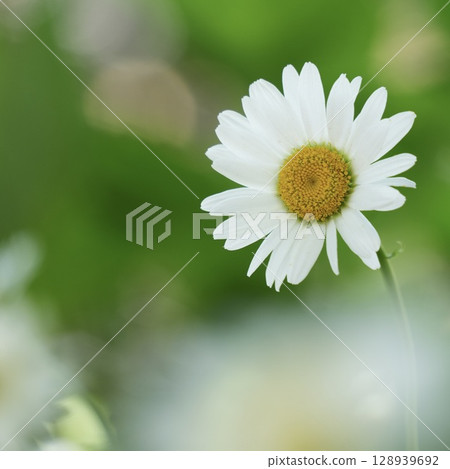 白色的花朵，可愛的雛菊，散景背景 128939692