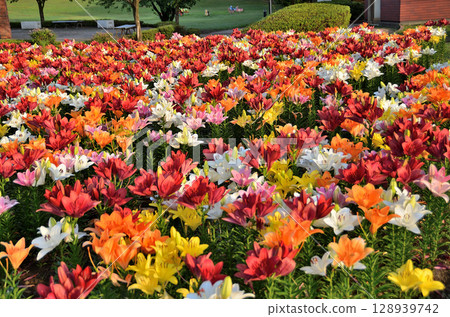 埼玉縣深谷市的Aqua Paradise Patio,早晨美麗的百合花盛開 埼玉縣深谷市的Aqua Paradise Patio,早晨美麗的百合花盛開 128939742