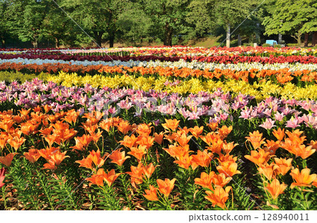 Beautiful lilies blooming in the morning at Aqua Paradise Patio in Fukaya, Saitama Prefecture 128940011