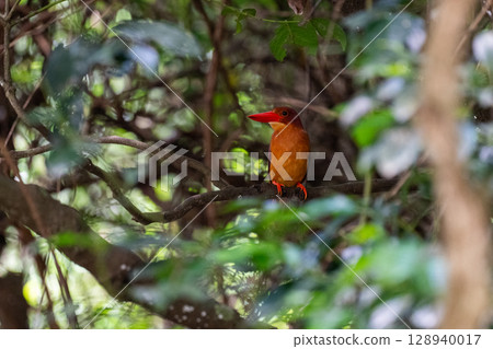 The crimson color that stands out against the deep green - the Ryukyu Kingfisher - 128940017