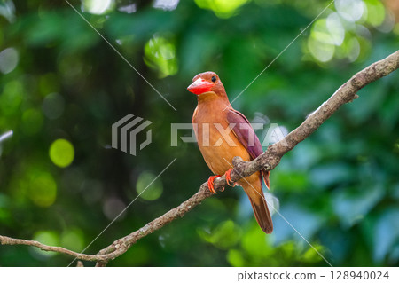 The crimson color that stands out against the deep green - the Ryukyu Kingfisher - 128940024