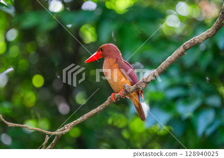 在深綠色中格外醒目的深紅色－琉球翠鳥－ 128940025