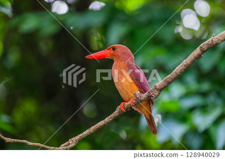 在深綠色中格外醒目的深紅色－琉球翠鳥－ 128940029