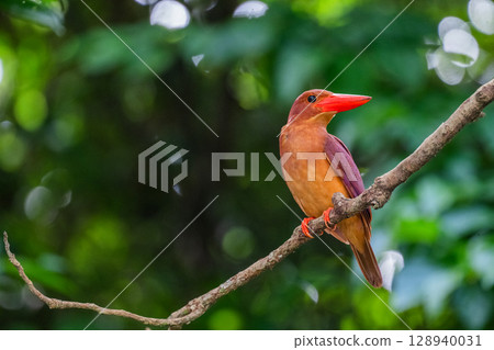 在深綠色中格外醒目的深紅色－琉球翠鳥－ 128940031