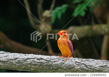 在深綠色中格外醒目的深紅色－琉球翠鳥－ 128940042