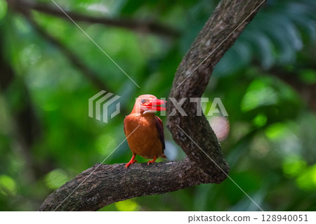 The crimson color that stands out against the deep green - the Ryukyu Kingfisher - 128940051