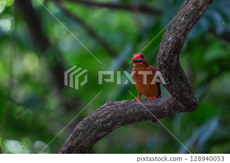 The crimson color that stands out against the deep green - the Ryukyu Kingfisher - The crimson color that stands out against the deep green - the Ryukyu Kingfisher - 128940053